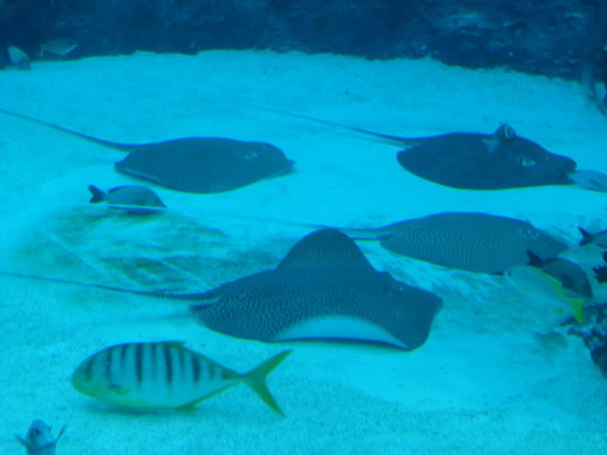 4 Rochen auf einen Blick