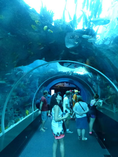 Weiter geht es durch das Aquarium von Singapure