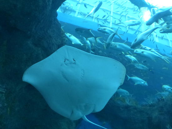 Und ein weiterer Rochen