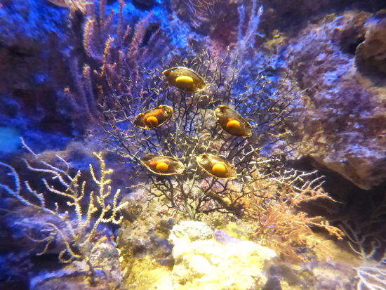 Wunderschöne Unterwasserlandschaft im Aquarium von Singapure