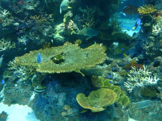 Wunderschöne Unterwasserlandschaft im Aquarium von Singapure