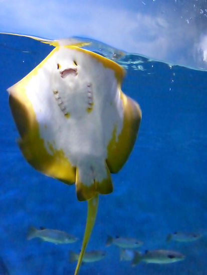 Und noch ein Rochen diesmal in gelb