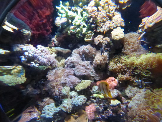 Wunderschöne Unterwasserlandschaft im Aquarium von Singapure
