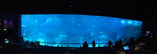 Blick auf eines der Aquarien