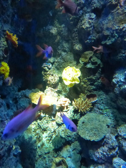 Wunderschöne Unterwasserlandschaft im Aquarium von Singapure