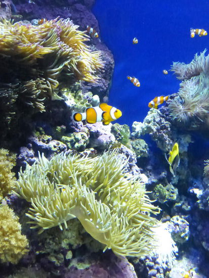 Wunderschöne Unterwasserlandschaft im Aquarium von Singapure