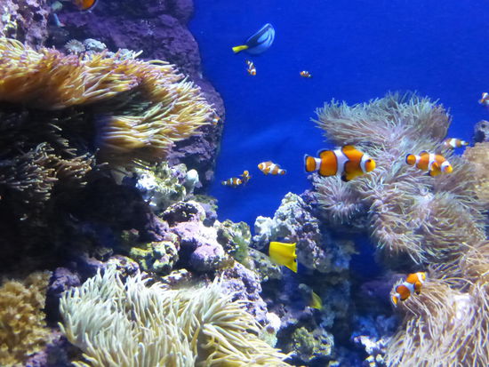 Wunderschöne Unterwasserlandschaft im Aquarium von Singapure