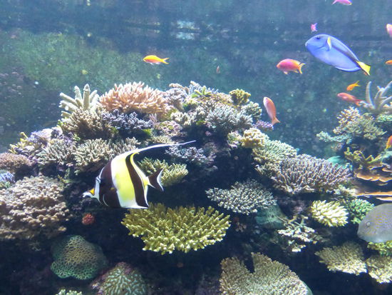 Wunderschöne Unterwasserlandschaft im Aquarium von Singapure