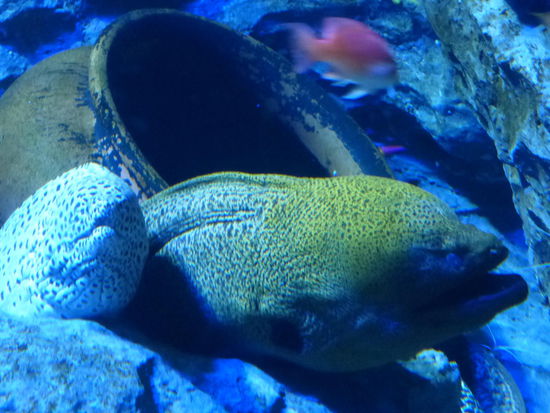 2 Moränen weiß links und grau in der mitte