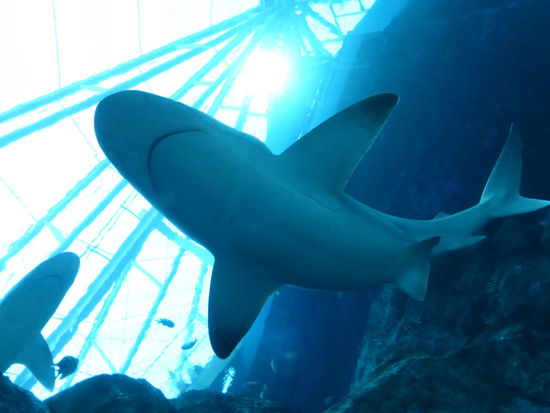 Hai direkt über mir