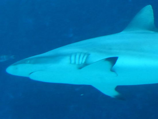 Und noch ein Hai