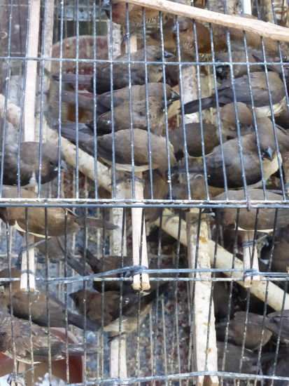 Und noch mehr Vögel