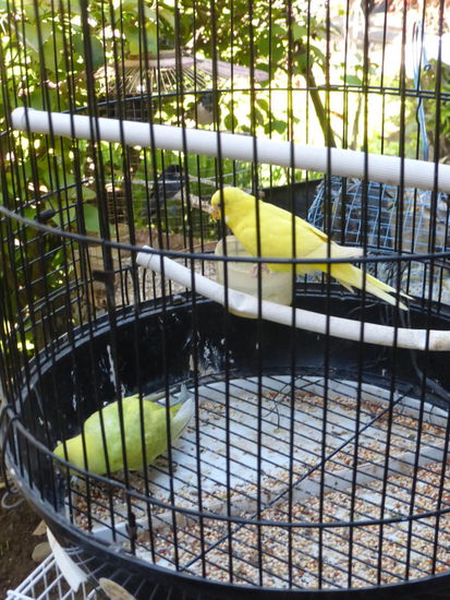 Weitere bunte Vögel