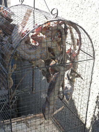 Und noch mehr Salamander