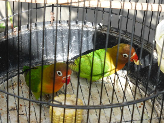 Vogelmarkt Yogyakarta