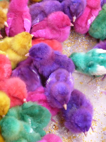 Osterküken in Yogyakarta