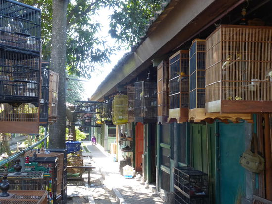 Vogelmarkt Yogyakarta
