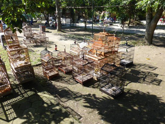 Vogelmarkt Yogyakarta