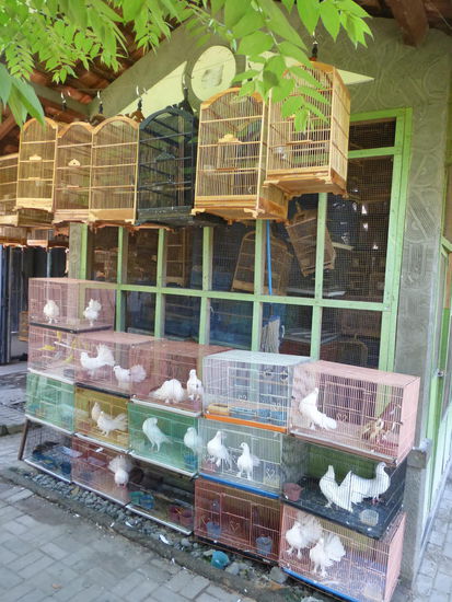 Vogelmarkt Yogyakarta