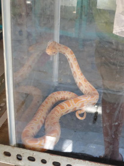 Exotische Schlangen auf dem Vogelmarkt von Yogyakarta