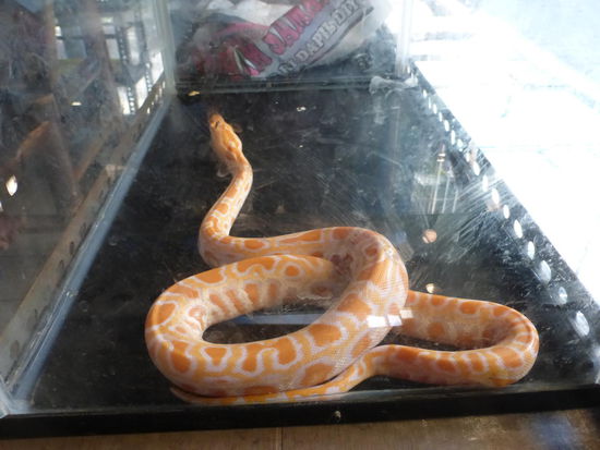 Exotische Schlangen auf dem Vogelmarkt von Yogyakarta