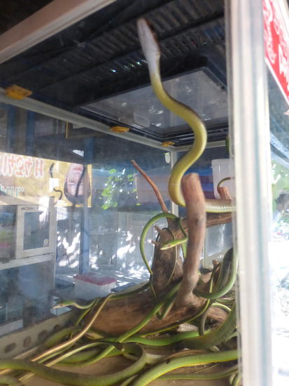 Exotische Schlangen auf dem Vogelmarkt von Yogyakarta