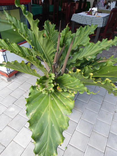 Interessante Pflanze in einem Restaurant um die Ecke