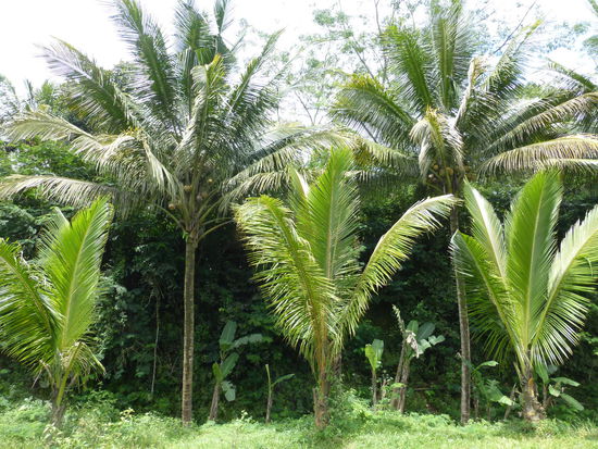 Die Umgebung unweit vom Borobodur Tempel