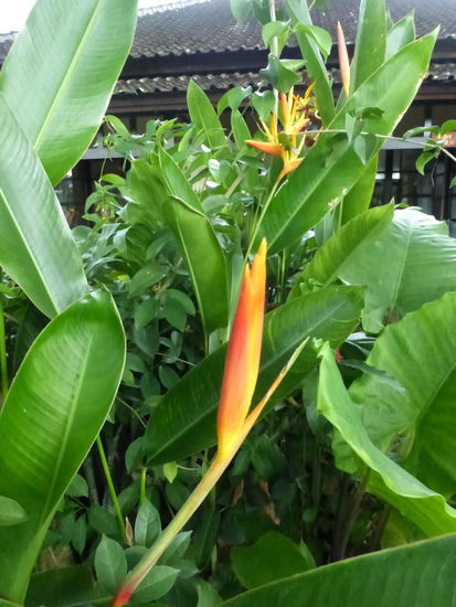 Schöne Pflanzen im Garten