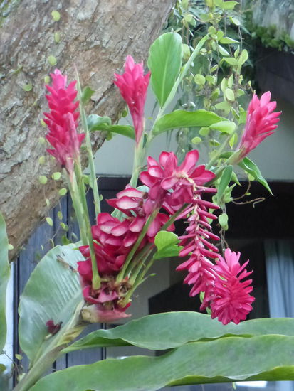 Schöne Pflanzen im Garten