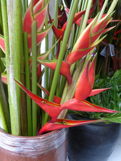 Schöne Pflanzen im Garten