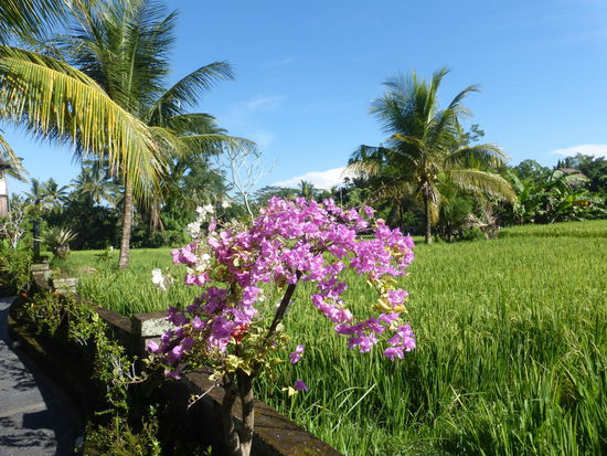 Nach dem Regenschauer wieder strahlender Sonnenschein