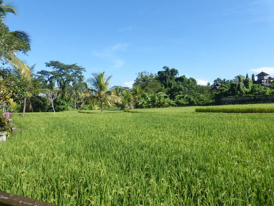 Blick auf das Reisfeld vor meinem Zimmer