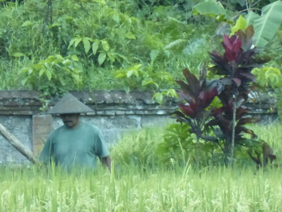Reisbauer bei der Arbeit