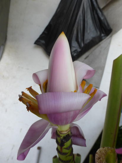 Schöne Pflanzen im Garten