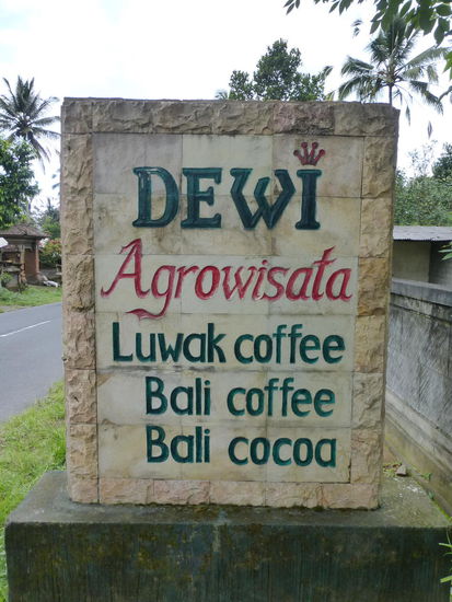 Eine von mindestens 1 dutzend Kaffee und Kakao Plantagen auf Bali besuchte ich heute hier