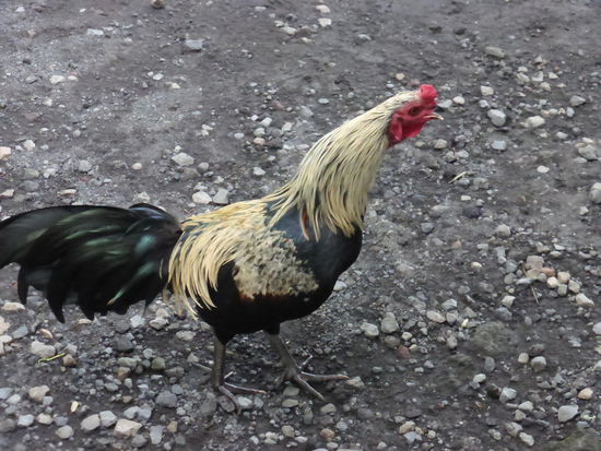 Empfangskomitee an der Kaffee Plantage