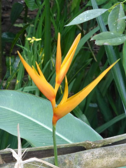 Das ist noch kein Kakao .... 