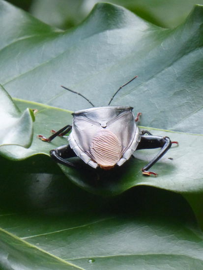 Interessanter Käfer