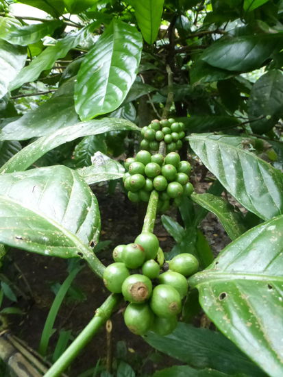 Kaffee auf der Plantage