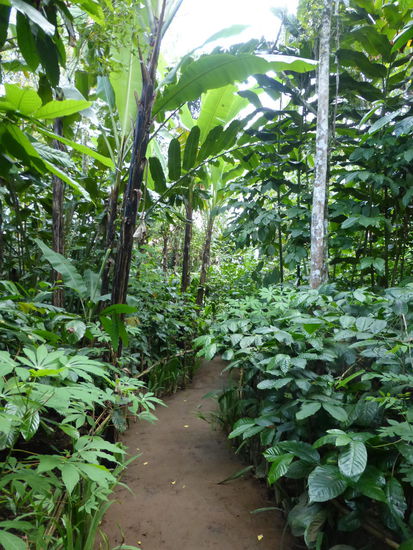 Weiter geht es durch die Plantage