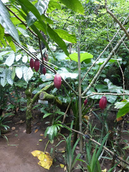 Kakao auf der Plantage