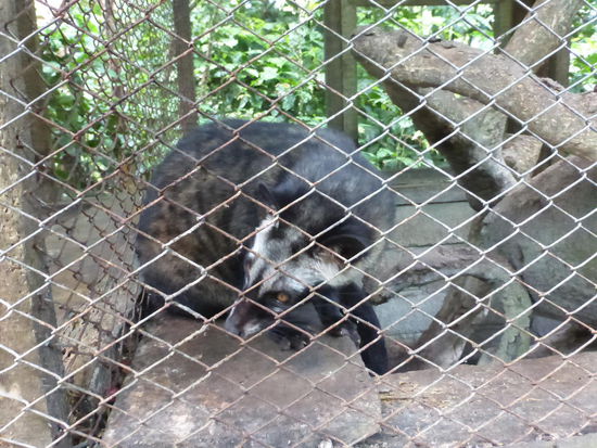 Musang ( Schleichkatze ) Diese Tiere werden gerne in Käfigen gehalten damit sie den bekannten Katzenkaffe ( Kopi Luwak ) produzieren. Man sammelt die wieder ausgeschiedenen Kaffeekirschen ein und veredelt diese . Der nur in Indonesien unter diesen Namen ( Kopi Luwak ) hergestellte Kaffee ist eine Delikatesse und auch dort vor Ort nicht immer leicht zu bekommen.