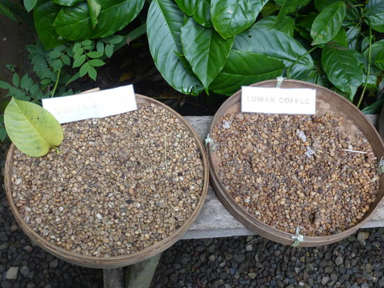 Hier der ausgeschiedene Kaffee