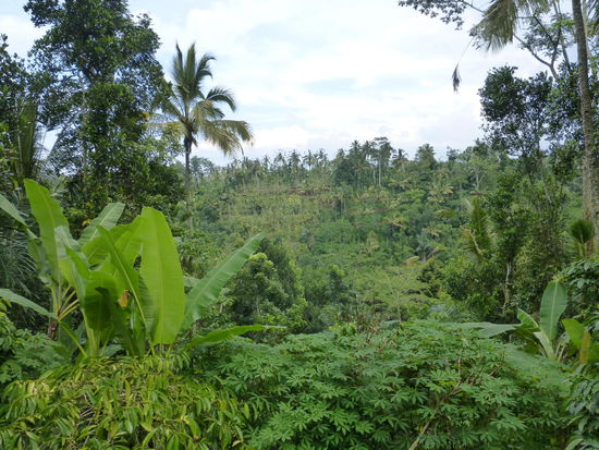 Blick in den Dschungel