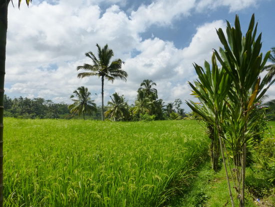 Reisfelder im Umfeld des Gunung Kawi Tempels
