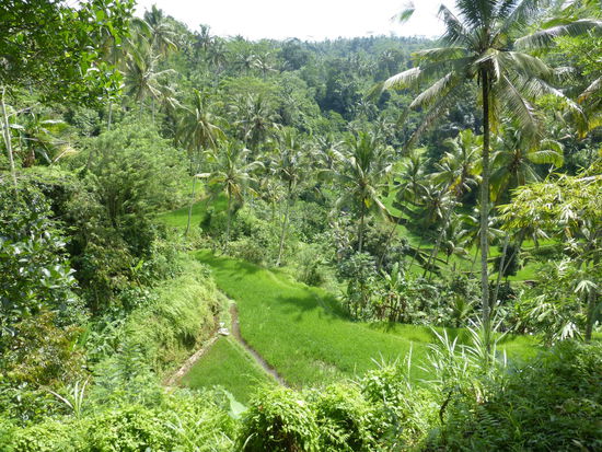 Reisfelder und Dschungel am Gunung Kawi Tempel