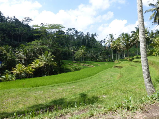 Und noch einmal ein Blick auf die schönen Reisterassen am Gunung Kawi Tempel