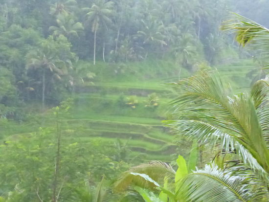 Reisterassen auf Bali