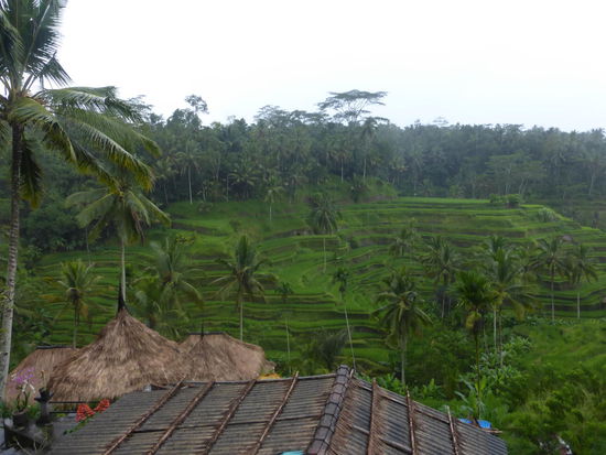 Reisterassen auf Bali